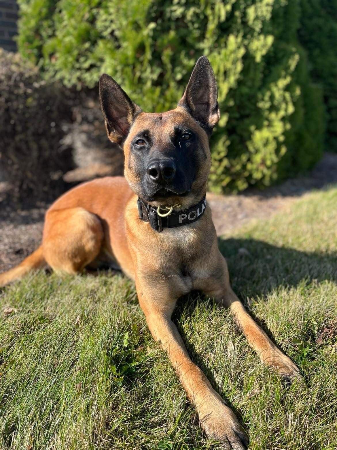 K9 Rush