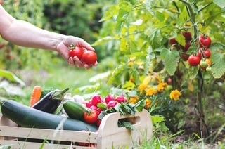 vegetables in basket