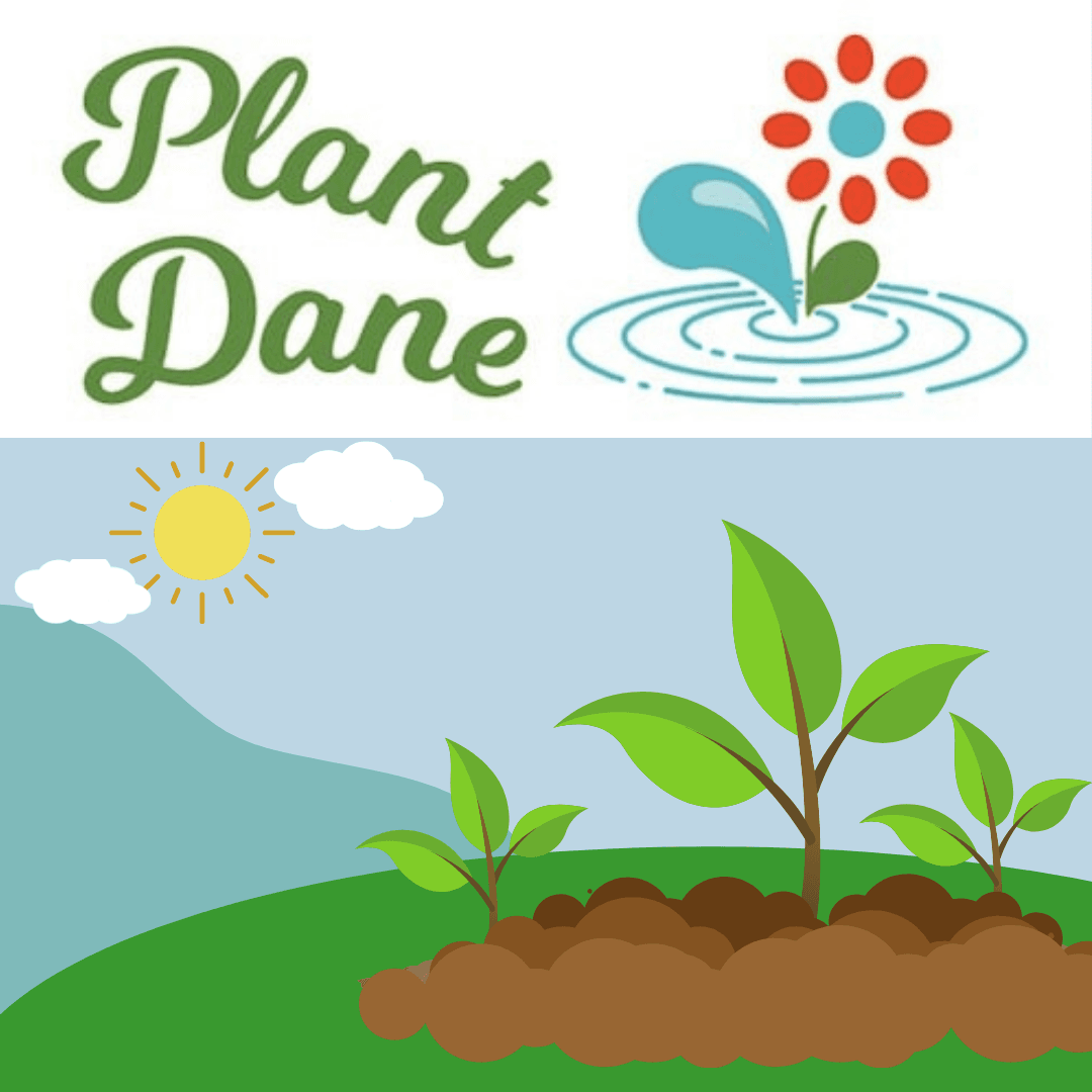 take good tree seeds Plant in healthy soil plant in the open give fertilizer and water Opens in new window