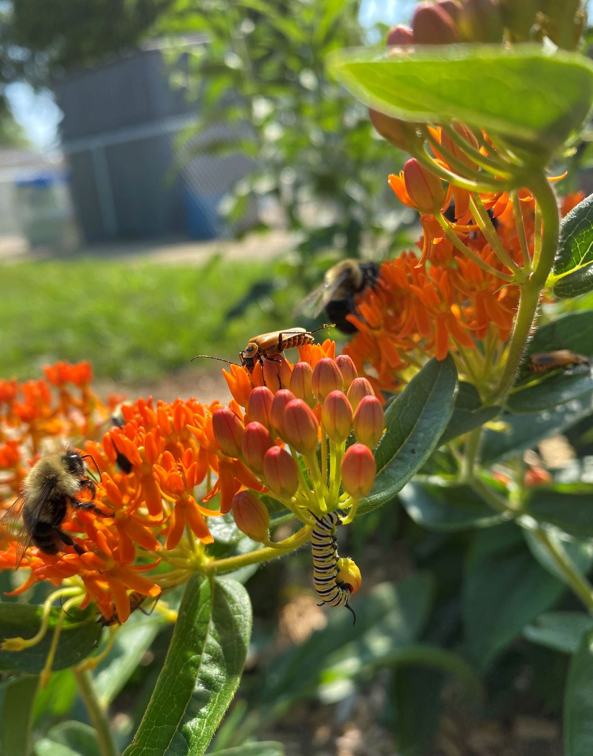 Vandenburg Heights Park Pollinator Garden Close-Up